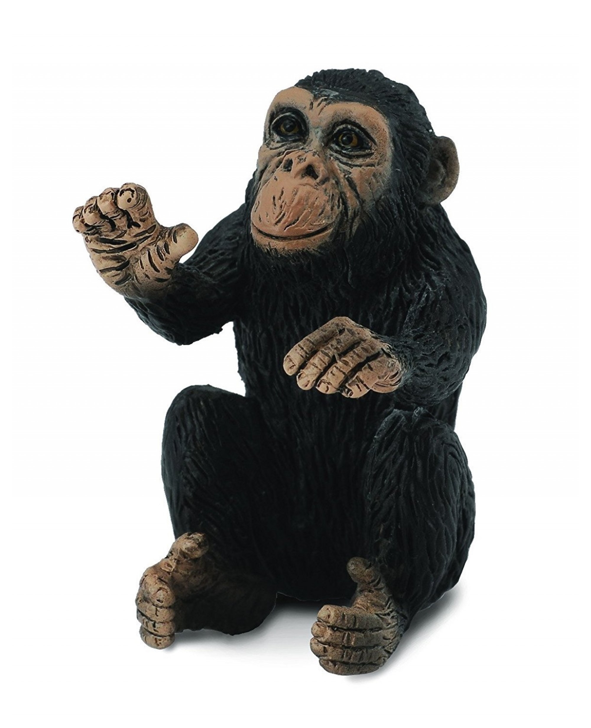 Cimpanzeu Pui – Collecta
